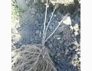 Зображення для оголошення Саджанці порічки.Порічка.Ровада