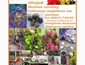 Зображення для оголошення Саджанці смородини на посадку