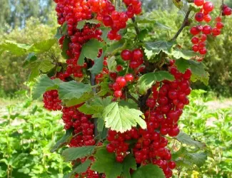 Зображення для оголошення Продам саженцы красной смородины РОВАДА: 1 и 2 летние. Доставка по Украине