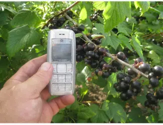Зображення для оголошення Продам саженцы черной смородины