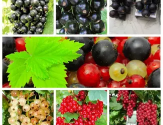 Зображення для оголошення Саженцы красной смородины