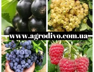 Зображення для оголошення Саженцы малины