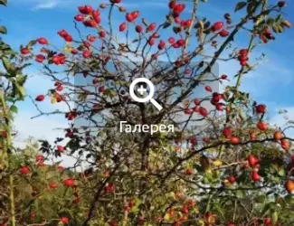 Зображення для оголошення Саджанці шипшини / саженцы шиповника