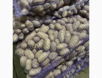 Зображення для оголошення Продам продовольчу та насінневу картоплю від Ф.Г