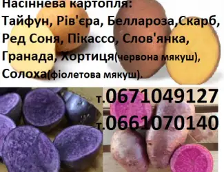 Зображення для оголошення Насіннева сортова картопля