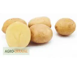 Зображення для оголошення Продам насінну сортову картоплю (Роздріб