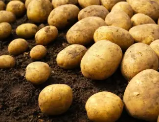 Зображення для оголошення Продаж оптової якісної картоплі