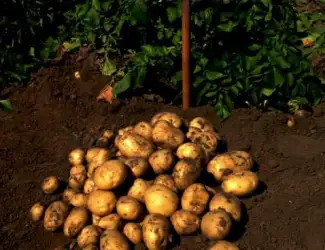 Зображення для оголошення Продам насіння картоплі Рів'єра. Друга репродукція. Доставка по Україні