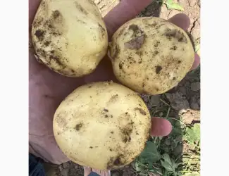 Зображення для оголошення Продам картофель