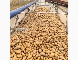 Зображення для оголошення Куплю картоплю гарної якості