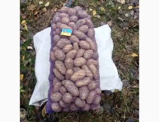 Зображення для оголошення Продам картоплю середнього калібру