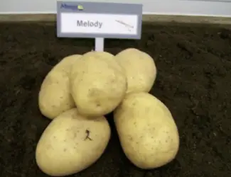 Зображення для оголошення Продам насінневу картоплю Мелоді оптом
