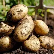 Зображення для оголошення Продам посадочну картоплю 2 репродукції сорту Гранада оптом