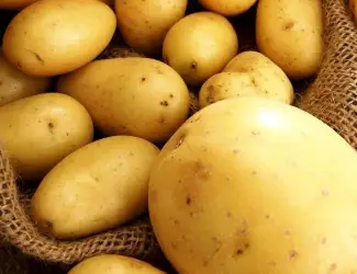 Зображення для оголошення Продам елітний насіннєву картоплю сорту Ривьера оптом
