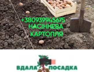 Зображення для оголошення Реалізація насінневого матеріалу 1