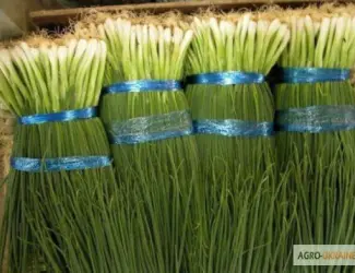 Зображення для оголошення Продам семена Лук на перо Вайт Лиссабон