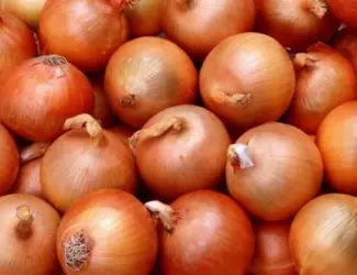 Зображення для оголошення Продам семена Лук Глобус