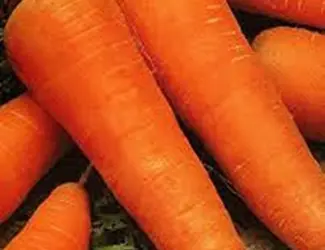 Зображення для оголошення Продам семена Морковь Шантане