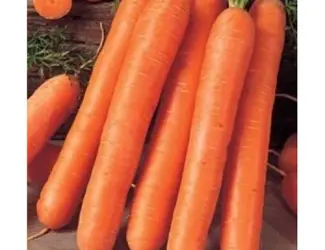 Зображення для оголошення Продам семена моркови Флакке
