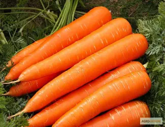 Зображення для оголошення Продам семена моркови Лакомка