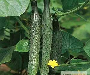 Зображення для оголошення Продам семена Огурец Пекинский вкусный F1
