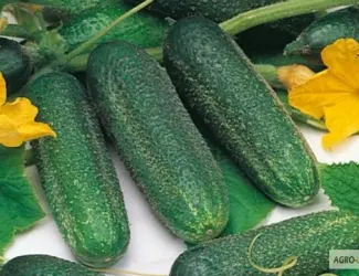 Зображення для оголошення Продам семена огурец Моринга
