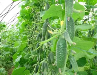 Зображення для оголошення Продам семена Огурец Кибрия (Rijk Zwaan Голландия)