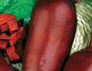 Зображення для оголошення Продам семена столового буряка (Польша)
