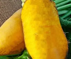 Зображення для оголошення Насіння кормового буряка Урсус Полі (Фасовка - 0