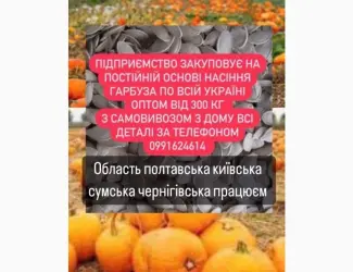 Зображення для оголошення Насіння габруза куплю