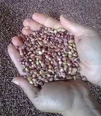 Зображення для оголошення Продам чеснок на посадку 2025р. ВОЗДУШКА сорт Любаша