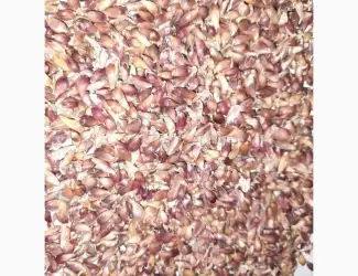 Зображення для оголошення Куплю насіння воздушку часника постійно для експорту будь які обєми