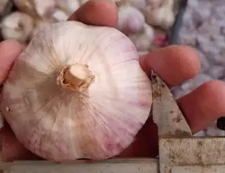 Зображення для оголошення Часник бронь 1 репродукція від "АГРО-ГАРЛІК"- Любаша