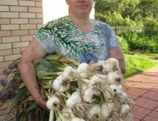 Зображення для оголошення Рокамболь крупный чеснок (однозубка