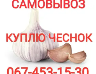 Зображення для оголошення Куплю чеснок приезжаем сами