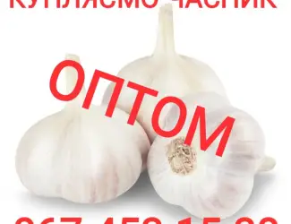 Зображення для оголошення Куплю чеснок оптом дорого