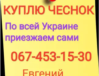 Зображення для оголошення Куплю чеснок по всей Украине только товарный