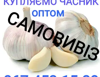 Зображення для оголошення Куплю чеснок оптом. Заберём весь