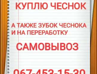Зображення для оголошення Куплю чеснок куплю чеснок