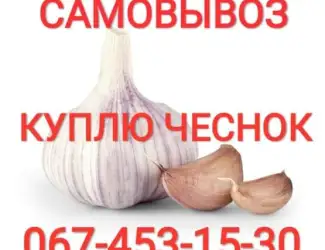 Зображення для оголошення Куплю чеснок дорого круглый год также зубок