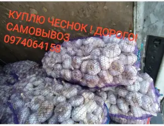 Зображення для оголошення Куплю чеснок дорого оптом