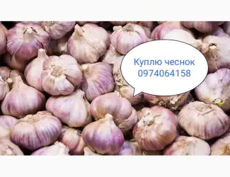Зображення для оголошення Закупаю чеснок