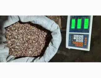 Зображення для оголошення Продам часник ВОЗДУШКУ сорт Любаша