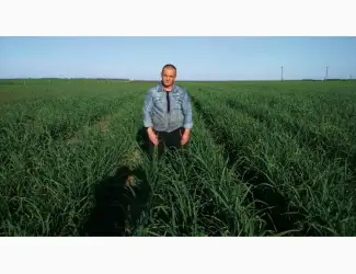 Зображення для оголошення Продам чеснок