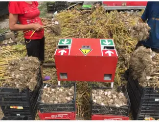 Зображення для оголошення Продам чеснок