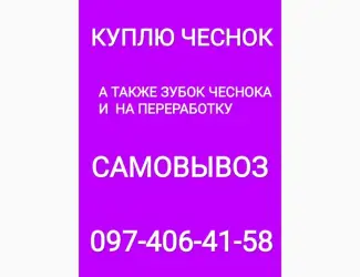 Зображення для оголошення Куплю чеснок крупный средний мелкий