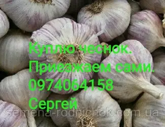 Зображення для оголошення Куплю чеснок разных размеров. ЗУБОК. Переработка