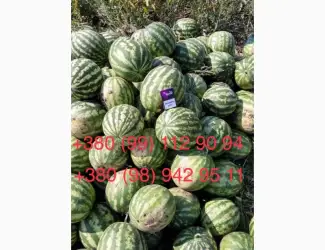 Зображення для оголошення Продам Кавун 2- 4 кг опт 3 грн