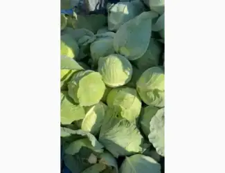 Зображення для оголошення Продам капусту молоду