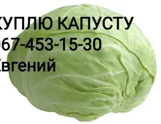 Зображення для оголошення Куплю капусту оптом ( 1-3 кг)
